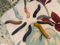 Caterpillar (mineral TBD) Carving