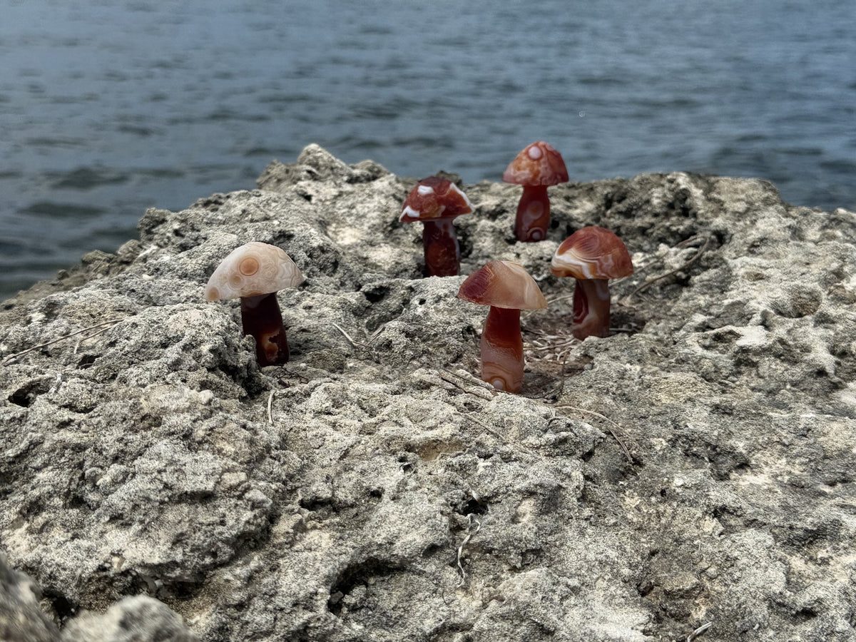 Gobi agate mushrooms