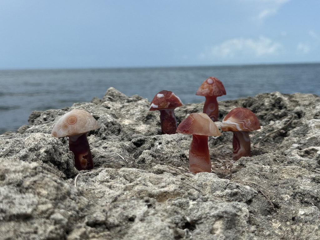 Gobi agate mushrooms