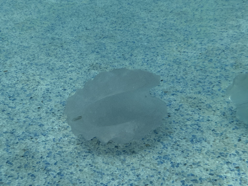 Cat's Eye Scallop Carving