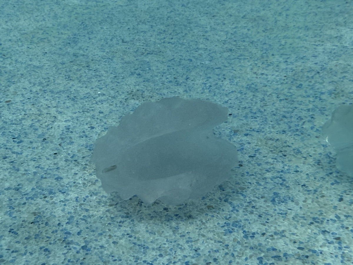 Cat's Eye Scallop Carving
