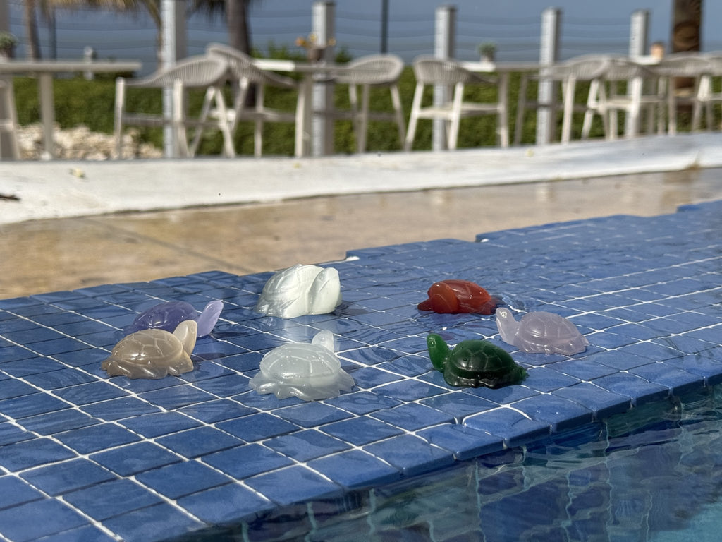 Cat's Eye Clam Carving