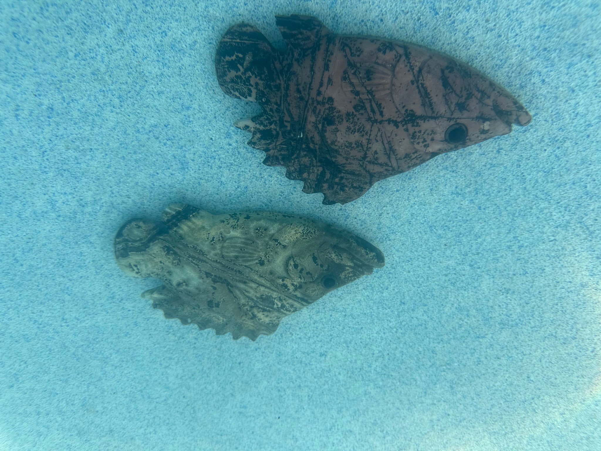 Picture Jasper Fish Carving